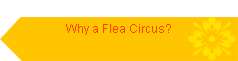 Why a Flea Circus?